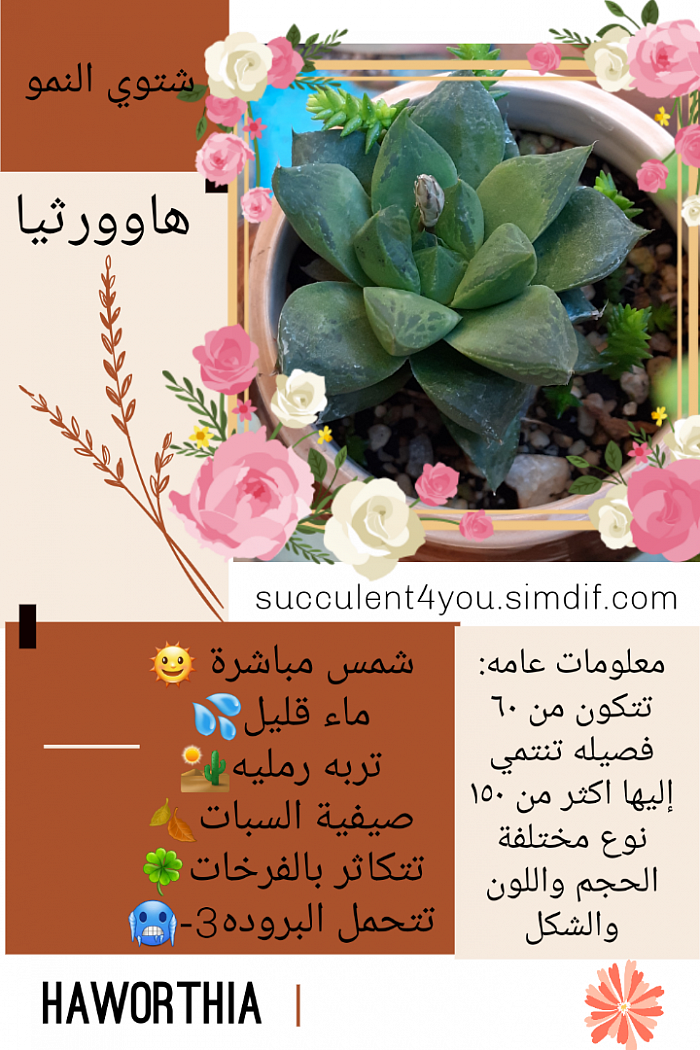 كارت معلومات الهاوورثيا