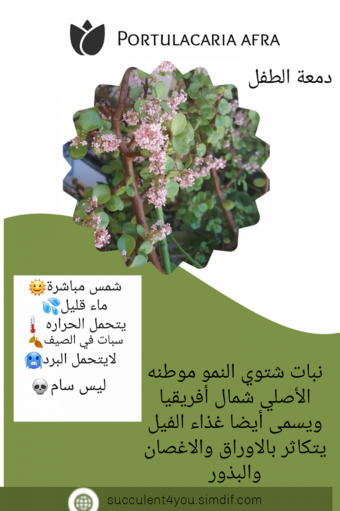 كارت معلومات دمعة الطفل