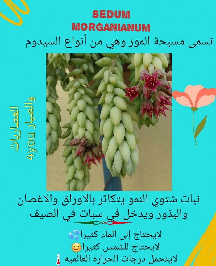 كارت سيدوم  مسبحة الموز