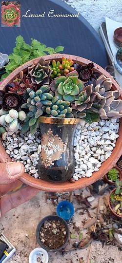 Succulents arrangements