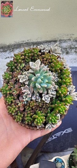 Succulents basket