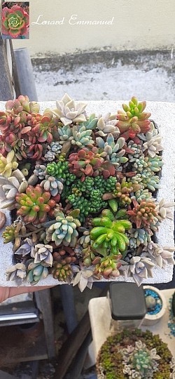 Succulent in a rock