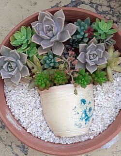 Succulents arrangements