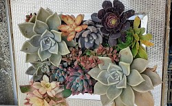 Succulents arrangements