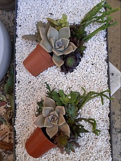 Succulents arrangements