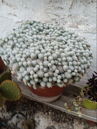 Mammilaria grasilis