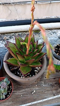 Echeveria agavoides lipstik