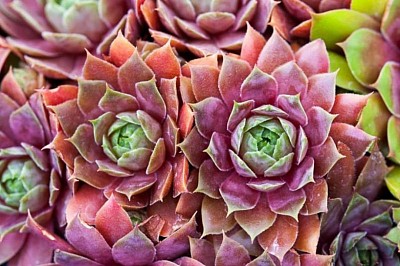 sempervivum (hens & chiks)